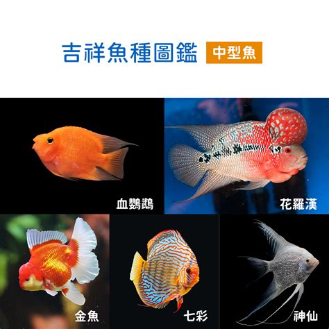 小型招財魚|過年系列 2. 兔年招財魚種圖鑑 過年買魚推薦名單